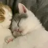 phggwah_16