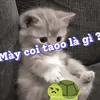 dakhg08