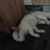 boiuoi_n