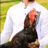 asadshoqi30