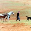 horsesinsyria