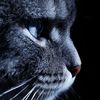 saadosh_9.8