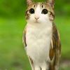 ...meowl