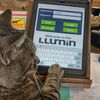 shopcat77