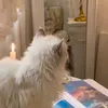 chiwie_2003