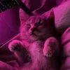 no_problem_277