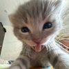 raia_064