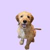 miley.thesmileydoodle
