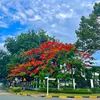 linh.nguyen2517