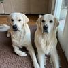those.creamy.goldens
