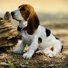 Kara, the Basset Hound🐾