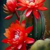 cactus6479