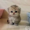 tiktokershp
