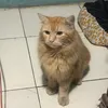 bumblebeee006