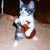 gatoguitarhero