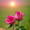 anawar.hossain.1