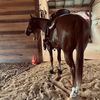 kv_barrelracing1013
