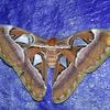 kingkobra_butterfly