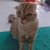wiselcat