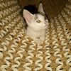 mickey_rats_