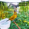 pleci_malika_25