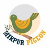 mirpurPigeon1