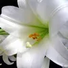 venusblanco78