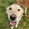 Flora the Golden Retriever