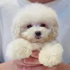 mooncutepoodle