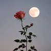 mohammed_k51