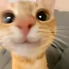 jhunnmalik