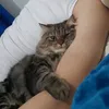 giovandjane