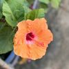 mai_huong099