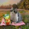 cute_kitty_mimi