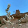 mahde_n1