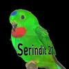 serindit215