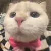 _vieey_1