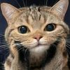 baby_pandapenguin_