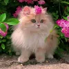 nutella__332