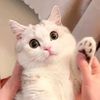 cutepet_funny
