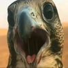 user0jgdgesi1i