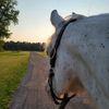 Megan | Equestrian | Farm life