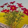 rose031183