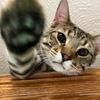 kittycatlover.420