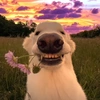 smilingdogbitingflower