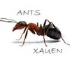 ants_xauen