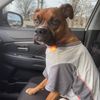 roxie_the_boxer