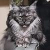 wyndsong.maine_coons