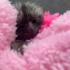 harleyslove0