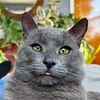 cats_are_wicked_awesome